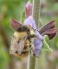 Bombus sylvarum